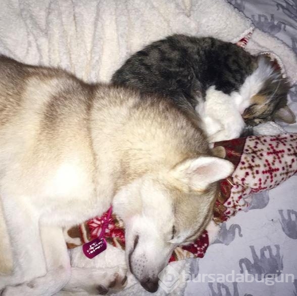 Köpek, yavru kediye kol kanat gerdi
