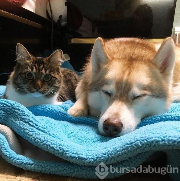 Köpek, yavru kediye kol kanat gerdi