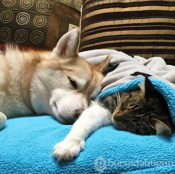 Köpek, yavru kediye kol kanat gerdi