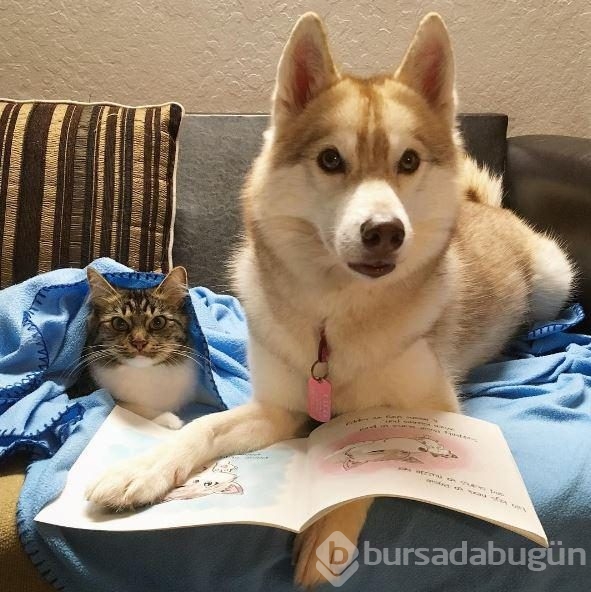 Köpek, yavru kediye kol kanat gerdi