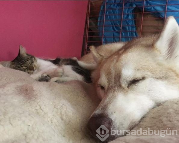 Köpek, yavru kediye kol kanat gerdi