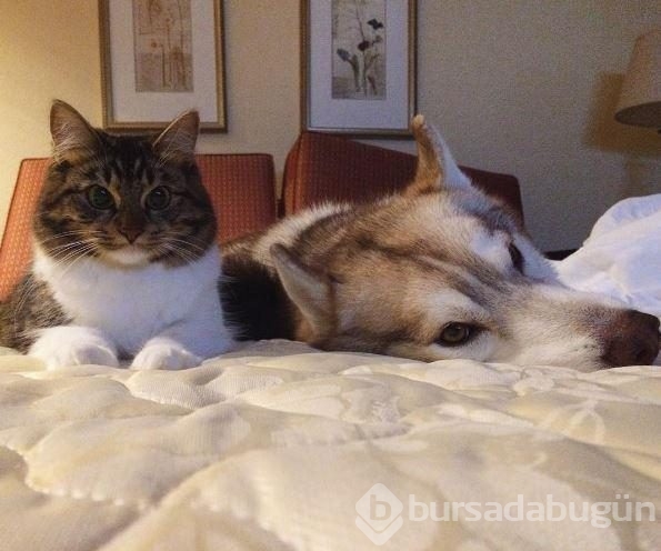 Köpek, yavru kediye kol kanat gerdi