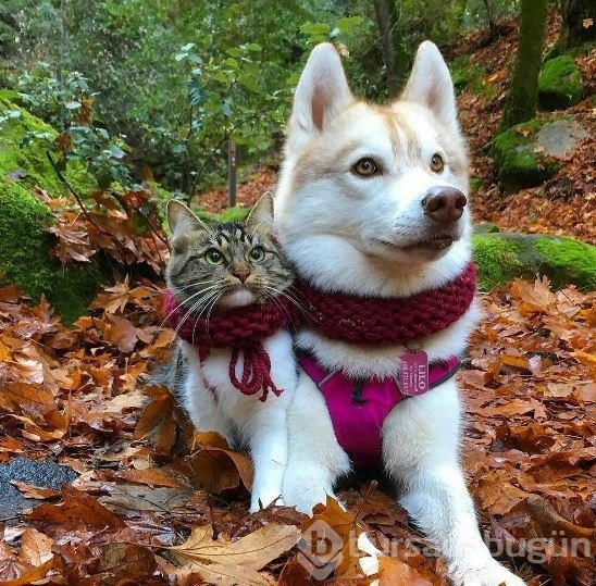 Köpek, yavru kediye kol kanat gerdi