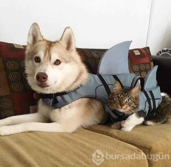 Köpek, yavru kediye kol kanat gerdi