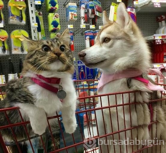Köpek, yavru kediye kol kanat gerdi