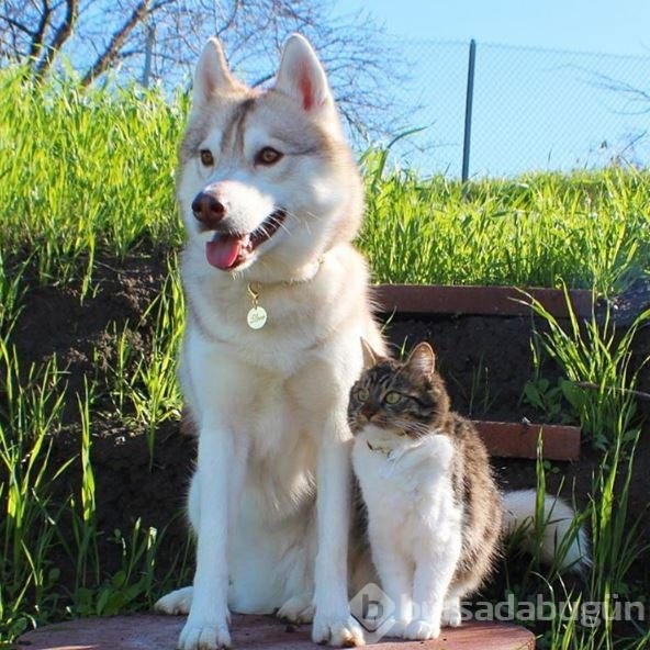 Köpek, yavru kediye kol kanat gerdi