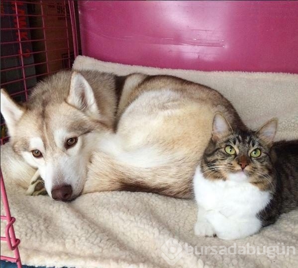 Köpek, yavru kediye kol kanat gerdi
