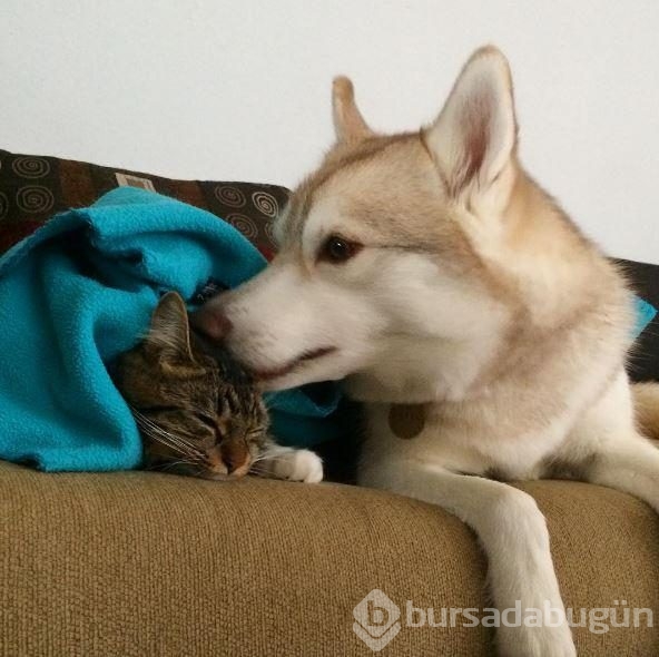 Köpek, yavru kediye kol kanat gerdi