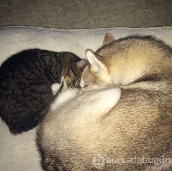 Köpek, yavru kediye kol kanat gerdi