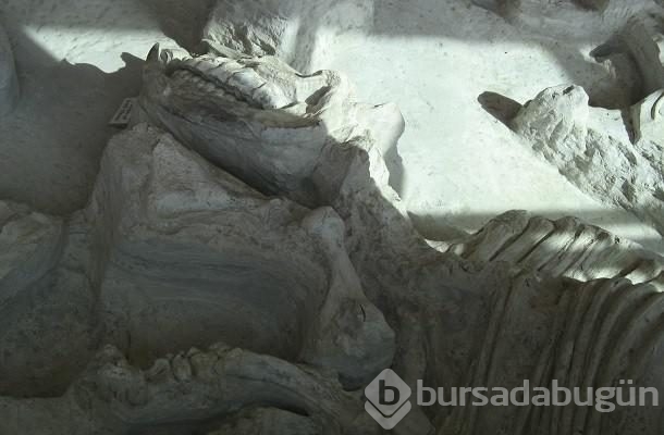 Şimdiye kadar keşfedilen en tuhaf fosiller