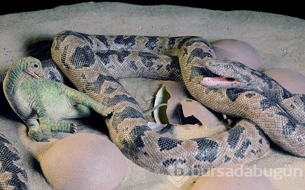 Şimdiye kadar keşfedilen en tuhaf fosiller
