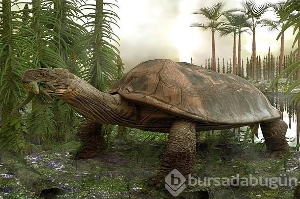 Şimdiye kadar keşfedilen en tuhaf fosiller