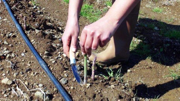 Kariyerini bıraktı, kuşkonmaz üreticisi oldu