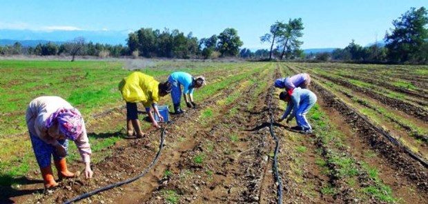 Kariyerini bıraktı, kuşkonmaz üreticisi oldu