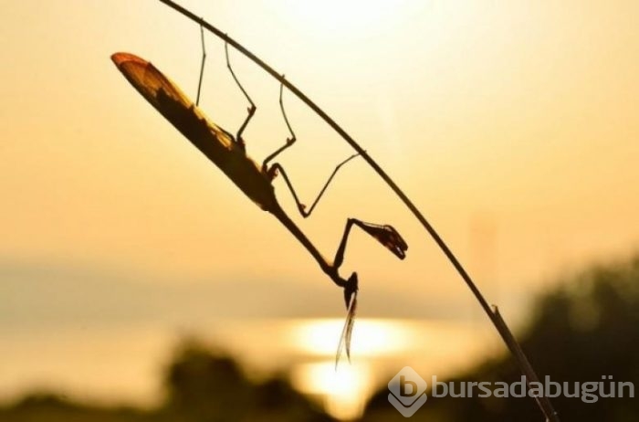 Genç fotoğrafçılardan 7 nefis fotoğraf