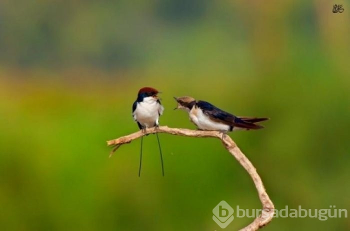 Genç fotoğrafçılardan 7 nefis fotoğraf
