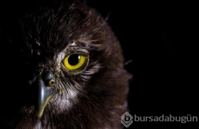 Genç fotoğrafçılardan 7 nefis fotoğraf