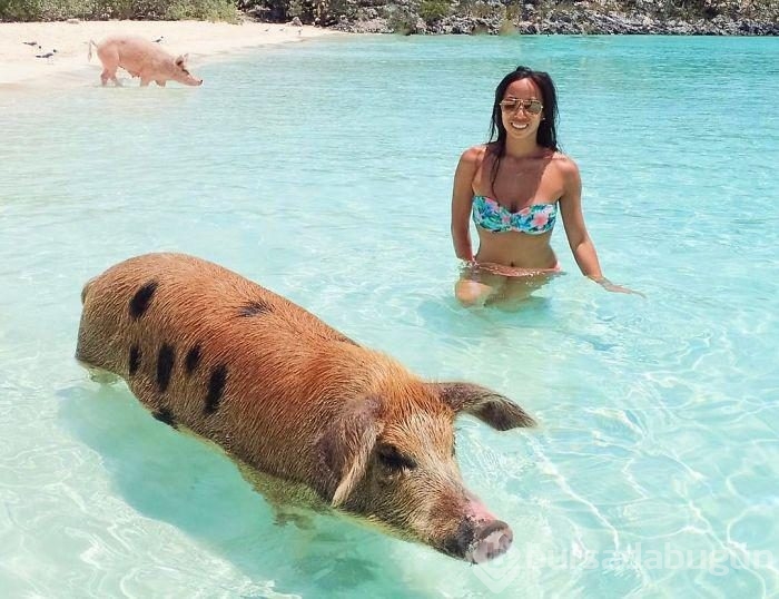 Meşhur Bahama domuzlarını turistler mi öldürüyor?