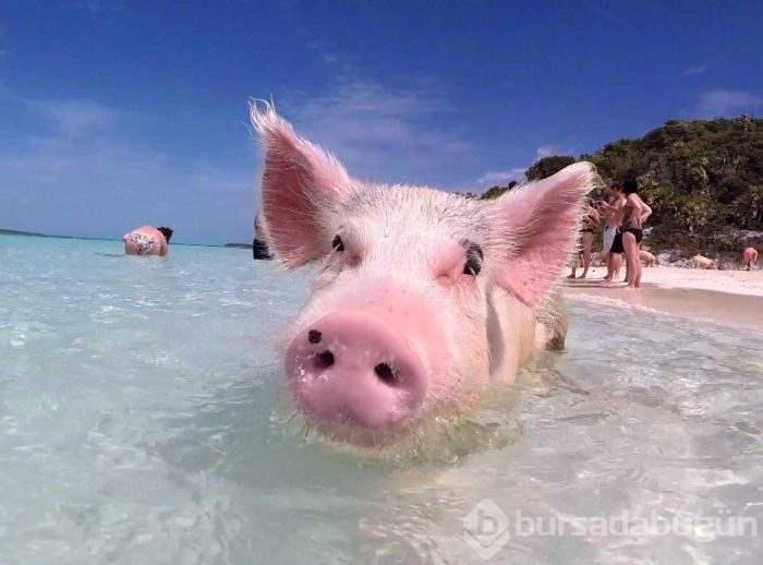 Meşhur Bahama domuzlarını turistler mi öldürüyor?