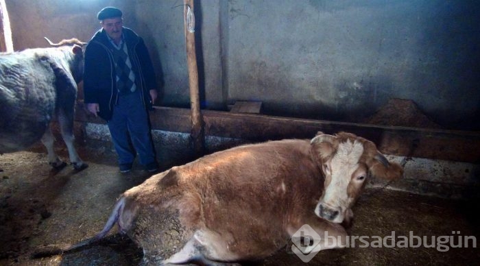 Çift başlı 8 bacaklı buzağı görenleri şaşırttı