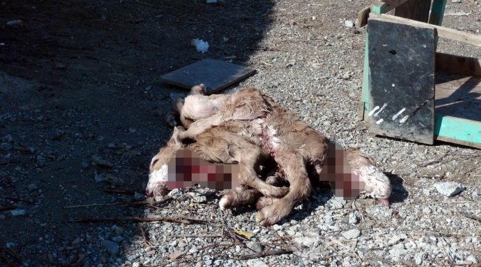 Çift başlı 8 bacaklı buzağı görenleri şaşırttı