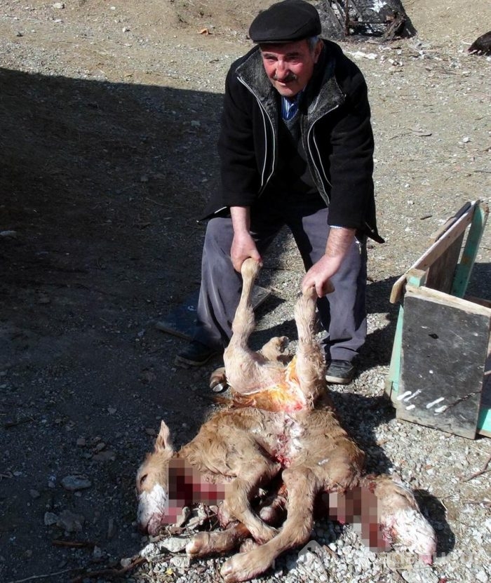 Çift başlı 8 bacaklı buzağı görenleri şaşırttı