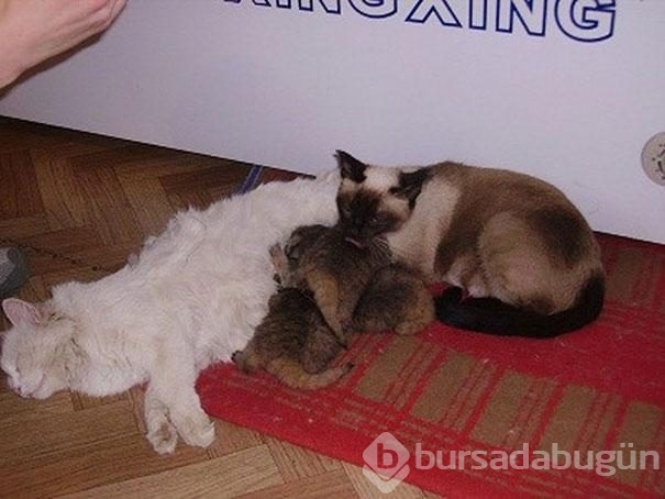 Kedi sanıp sahiplendi, vahşi hayvan çıktılar