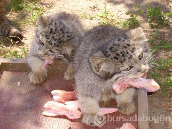 Kedi sanıp sahiplendi, vahşi hayvan çıktılar
