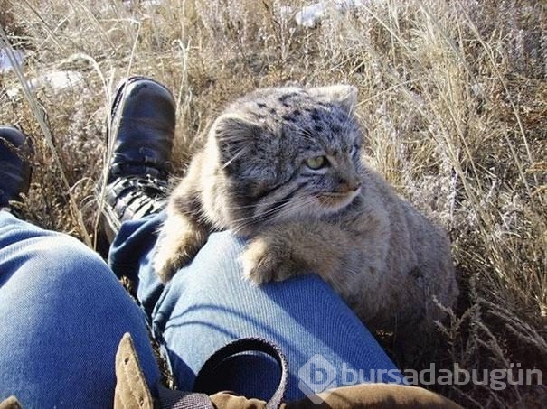 Kedi sanıp sahiplendi, vahşi hayvan çıktılar