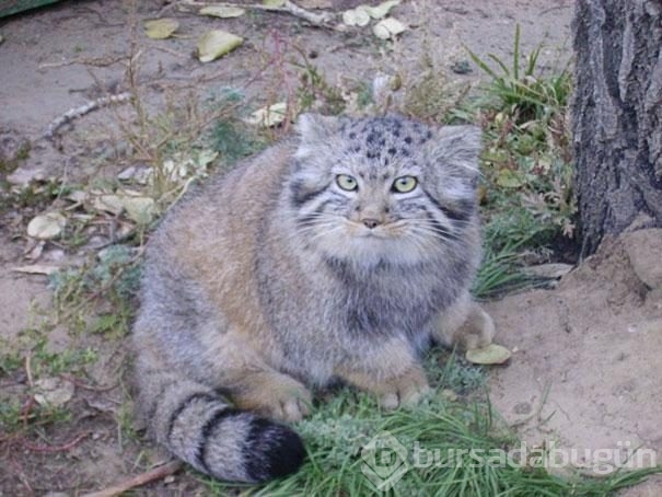 Kedi sanıp sahiplendi, vahşi hayvan çıktılar