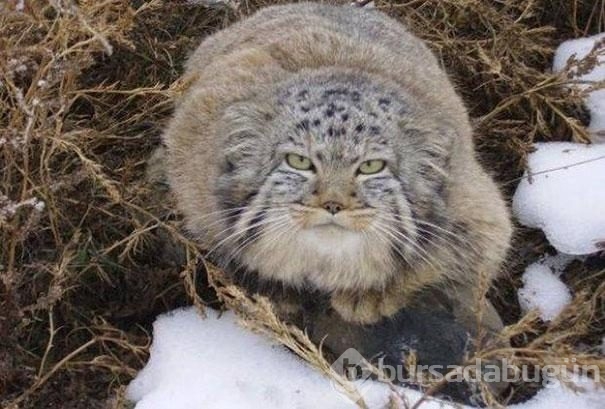 Kedi sanıp sahiplendi, vahşi hayvan çıktılar
