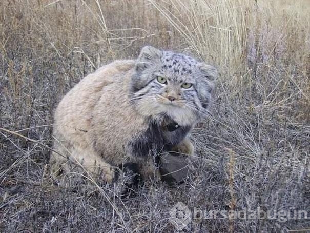 Kedi sanıp sahiplendi, vahşi hayvan çıktılar