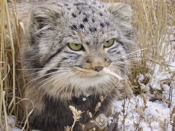 Kedi sanıp sahiplendi, vahşi hayvan çıktılar