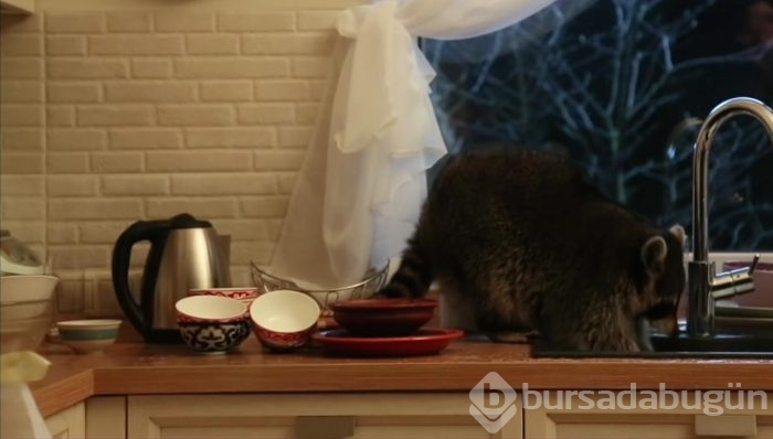 Mutfakta bulaşık yıkayan rakun görenleri şaşırttı