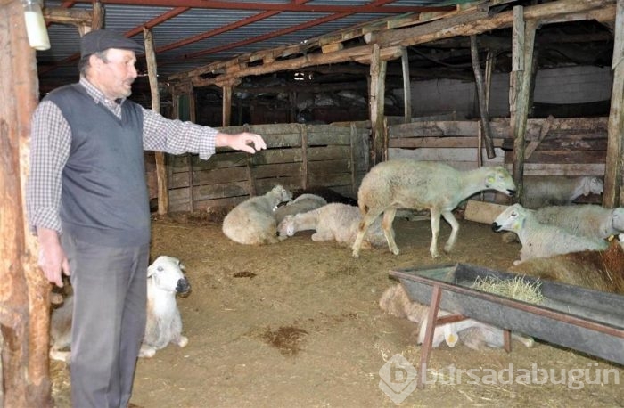 Koyunların telef olma nedeni belli oldu: Veba