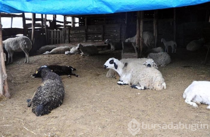 Koyunların telef olma nedeni belli oldu: Veba