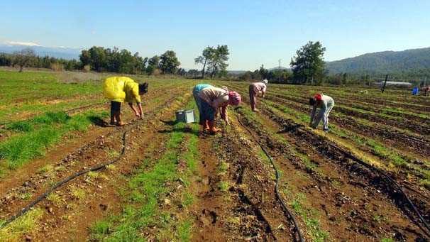 ODTÜ'lü Aslı, kariyerini bırakıp kuşkonmaz üreticisi oldu
