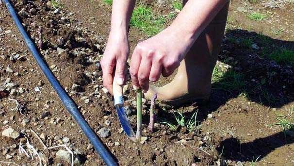 ODTÜ'lü Aslı, kariyerini bırakıp kuşkonmaz üreticisi oldu