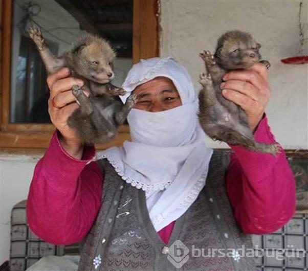 Eve giren Tilki dördüz doğurdu