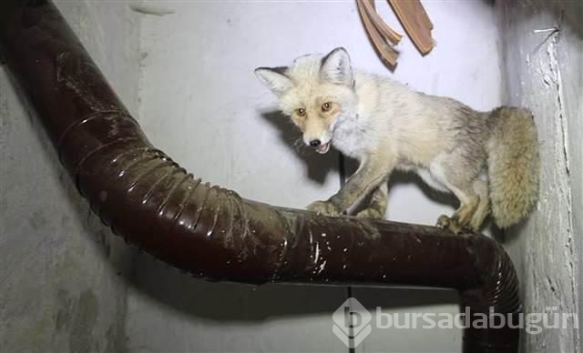 Eve giren Tilki dördüz doğurdu