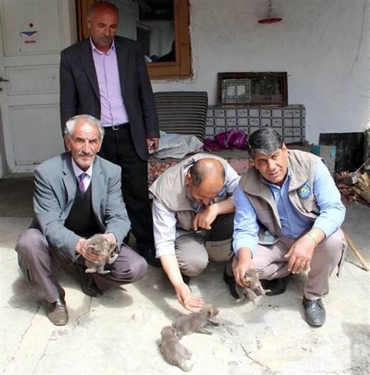 Eve giren Tilki dördüz doğurdu