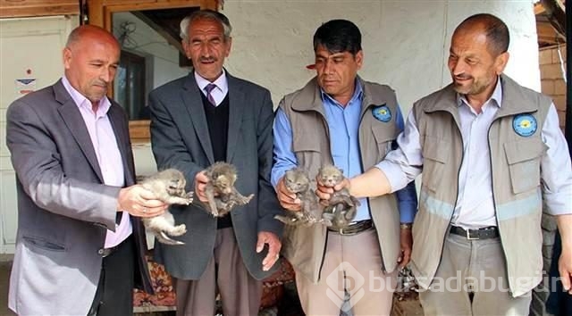 Eve giren Tilki dördüz doğurdu