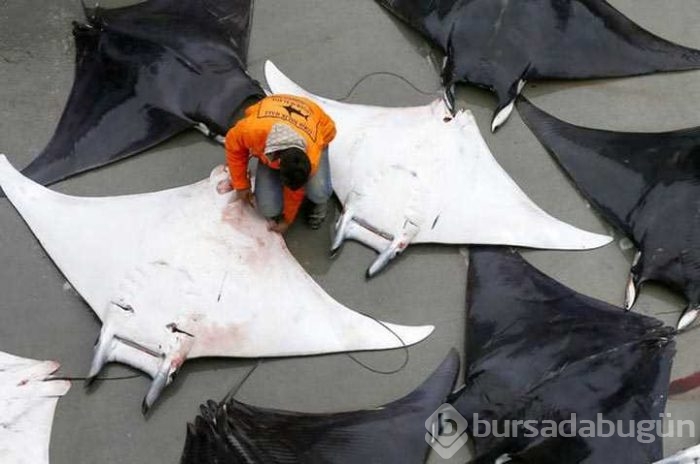 İzmir'de balıkçılara vatoz sürprizi