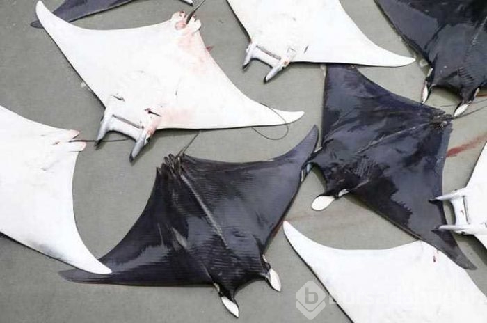 İzmir'de balıkçılara vatoz sürprizi