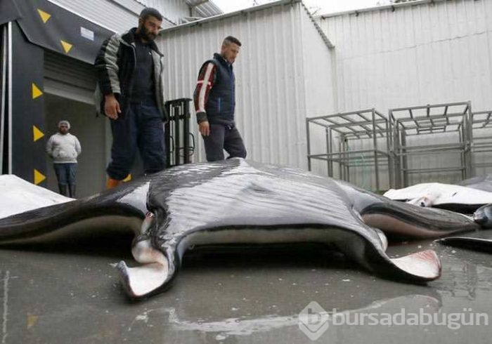 İzmir'de balıkçılara vatoz sürprizi