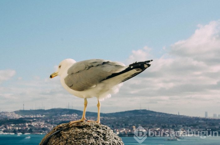 Otostopla dünyayı gezen kızın Türkiye fotoğrafları