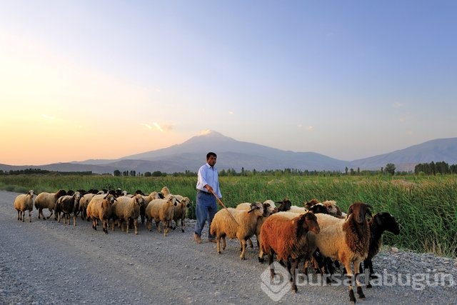 Türkiye'de Suriyelilerin illere göre dağılımı