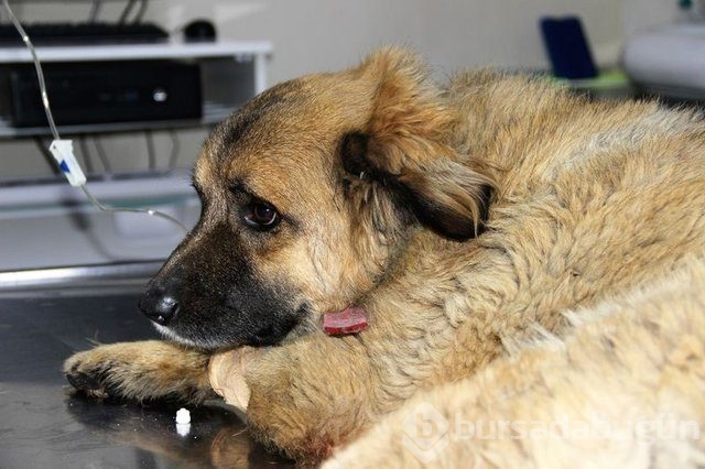 Köpekleri zehirledi, gülerek uzaklaştı!