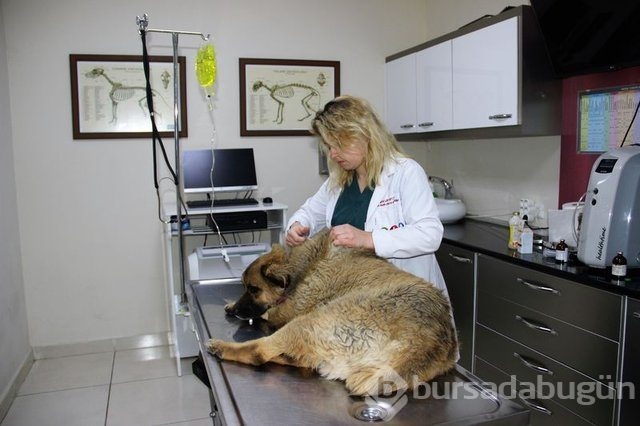 Köpekleri zehirledi, gülerek uzaklaştı!