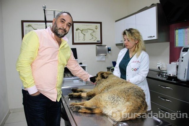 Köpekleri zehirledi, gülerek uzaklaştı!